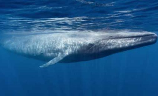ESET combate la Ballena Azul