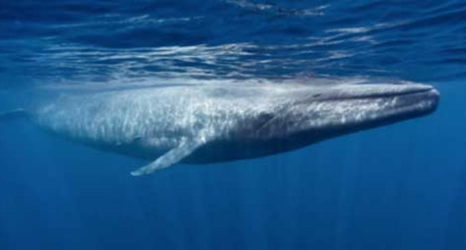 ESET combate la Ballena Azul
